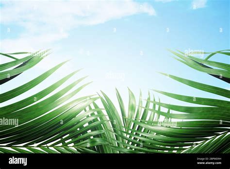 Palm branches with green leaves against blue sky background. Palm Sunday concept Stock Photo - Alamy