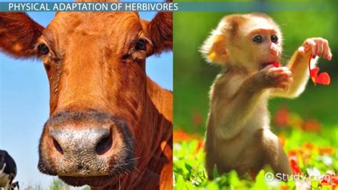 Herbivore | Definition, Examples & Characteristics - Lesson | Study.com