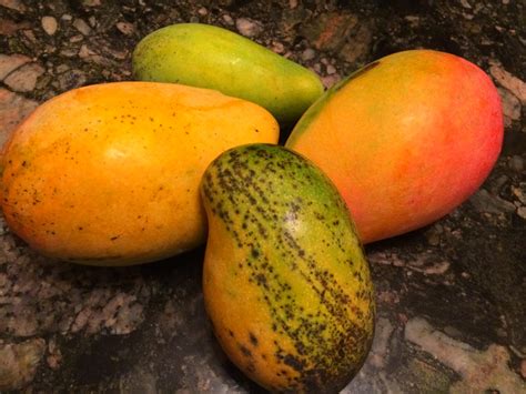 20 Jamaican Mango Names You May Not Know About