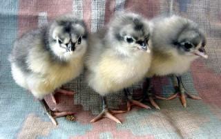 ***BLUE AUSTRALORP PROJECT EGGS!!! FS-OK***MORE AVAILABLE!! | BackYard ...