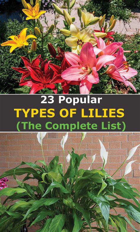three different types of lilies with text overlay that reads 23 popular ...