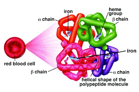 Predicting 3D Structure Of The Hemoglobin Protein With Alphafold 2 ...