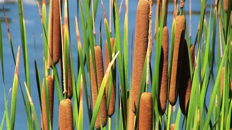 Cattail: Plant Of A Thousand Uses | MTPR