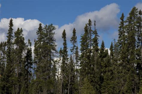 Black Spruce (Picea mariana) - 5-10" - Cold Stream Farm