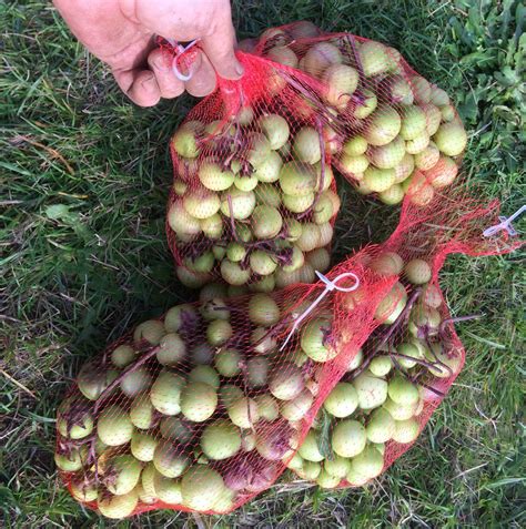 Potato: What You Should Know About Potato Fruits - Cultivariable