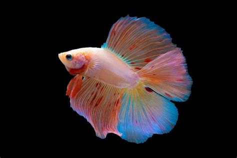 7 of the Most Colorful Betta Fish for Your Home Fish Tank – Nayturr