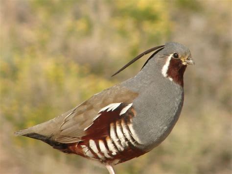 india himalayan quail pics | http://www.atozpictures.com/himalayan ...