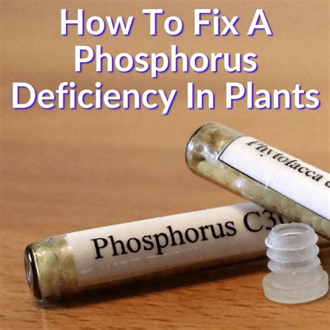 How To Fix Phosphorus Deficiency In Plants (A Simple Guide)