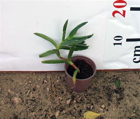 Carpobrotus Edulis 10 – 15cm | Desert Green Qatar