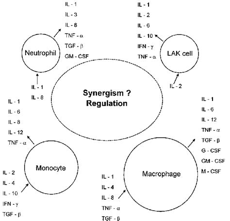 Cytokine responses of immune and inflammatory cells. Only those... | Download Scientific Diagram