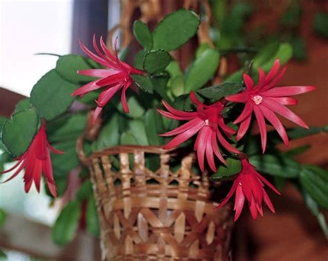 Easter Cactus (Schlumbergera Gaertneri) Guide | Our House Plants