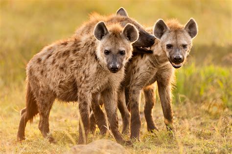 As a Pack they are strong! - Kurt Safari