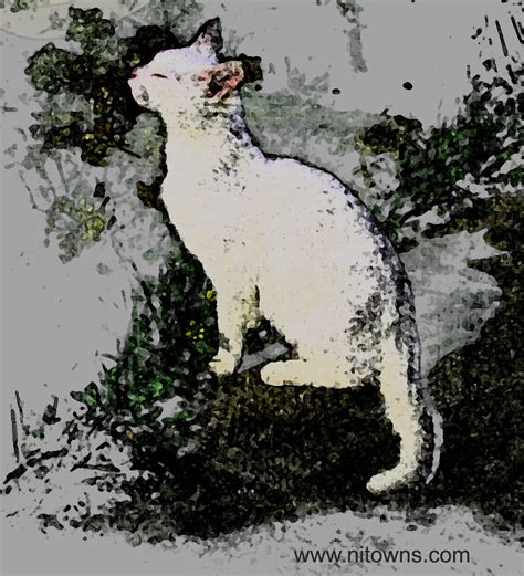 Non Copyright! White Cat Art | Non copyright, If you don't m… | Flickr