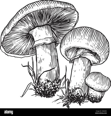 Champignon mushroom illustration drawing, engraving, line art Stock Vector Image & Art - Alamy