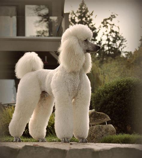 Pin about Poodle grooming on POODLE GROOMING!