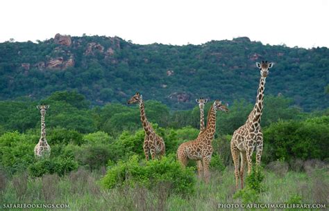 Tsavo West National Park – Travel Guide, Map & More!