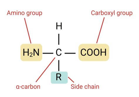 Structure of an Amino Acid - Rapid Novor