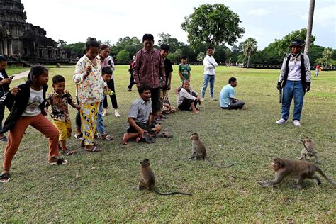 Cambodia: around Angkor, the fragile return of endangered wildlife | Receivinghelpdesk