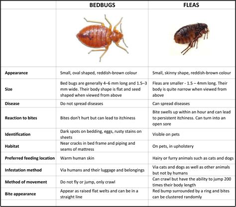 Bed bugs | how to get rid of bed bugs | bed bugs in perth