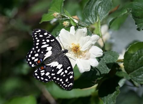 Premium Photo | Papilio demoleus butterfly on plant