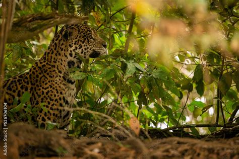 Beautiful and endangered american jaguar in the nature habitat ...