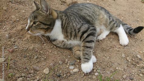 Tabby cat with white paws on gravel Stock Photo | Adobe Stock