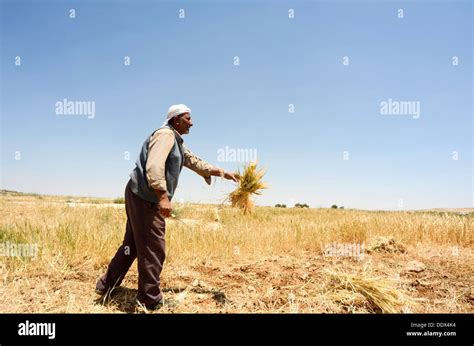 Sickle harvesting hi-res stock photography and images - Alamy