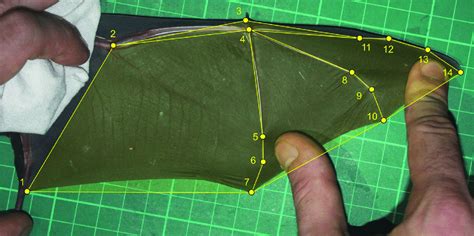 Photograph showing the method by which the bat wing was stretched in ...