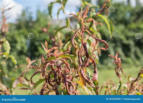 Peach Tree Leaves are Damaged by Aphids As a Pest, Fruit Tree Disease ...