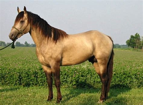 American Quarter Horse. Buckskin is one of the most desired colors of the most popular breed in ...