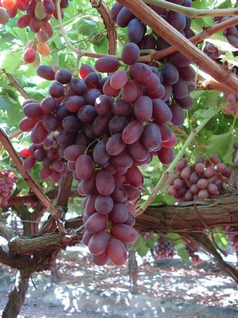 Crimson Seedless Grape Newer late season seedless grape, ripens early ...