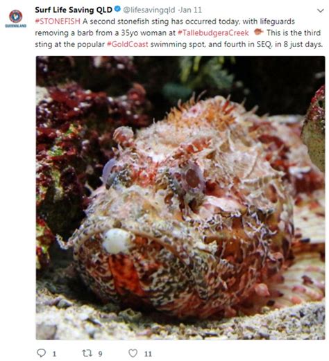 Stonefish stings Irishman holidaying in Queensland | Daily Mail Online