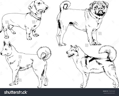 Vector Sketches Different Breeds Dogs Drawn Stock Vector (Royalty Free) 753291628 | Shutterstock