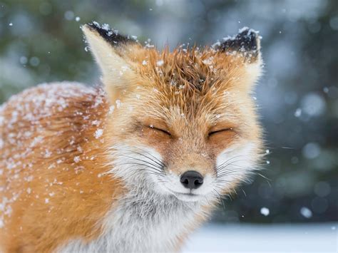 Wallpaper Foxes Cute Beautiful Snow Closeup Animals 1600x1200