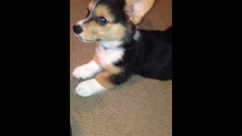 Corgi puppy rollover training #3 - YouTube