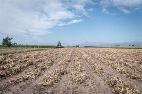 Bean Harvest 2020 - Jovial Foods