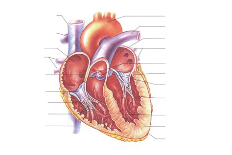 Printable Heart Diagram Unlabeled