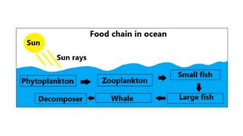 Food chain in ocean: Definition and classification - sciencequery.com