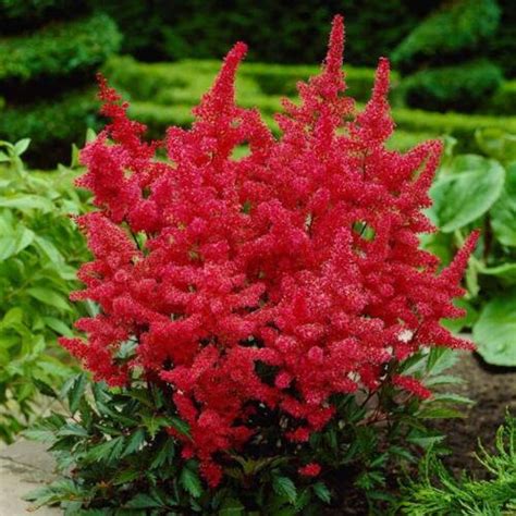 Red Astilbe Seeds Bunter Shade Perennial Garden Flower | Etsy