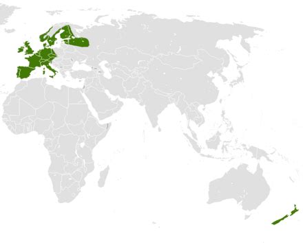 European hedgehog - Wikiwand