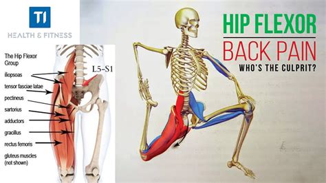 Hip Flexor And Lower Back Muscles