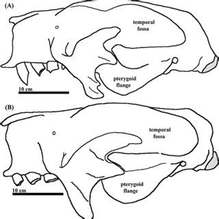 Skull outlines in dorsal view of Glossotherium (A) and Paramylodon (B ...