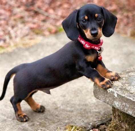 Pin by Regina McEntyre on And Then, GOD made a DOG | Dachshund puppies, Puppies, Funny dachshund