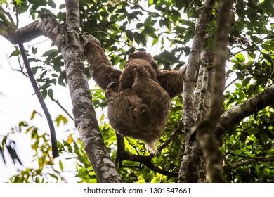 185 Maned sloth Images, Stock Photos & Vectors | Shutterstock