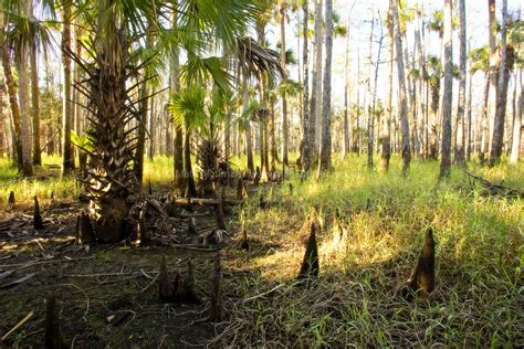 Dawn in the Florida Forest - Matt Tilghman Photography