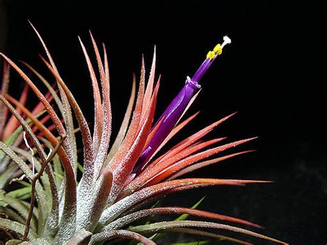 Plants & Flowers » Tillandsia Ionantha