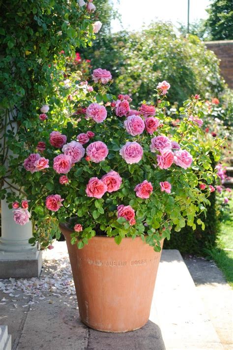 How To Grow Roses In Pots