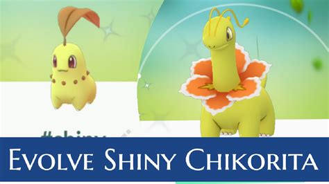 Shiny Chikorita into Meganium VS Normal | Type pokemon, Pokemon, Pokemon go