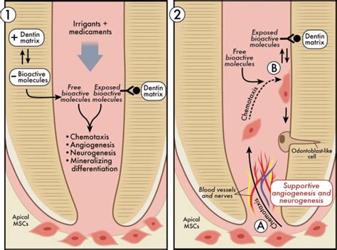 A theoretical schematic for dentin-pulp complex regeneration. Adopted from | Download Scientific ...