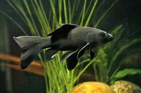 Goldfish - Black Comet (probably a koi/comet hybrid) | Goldfish ...